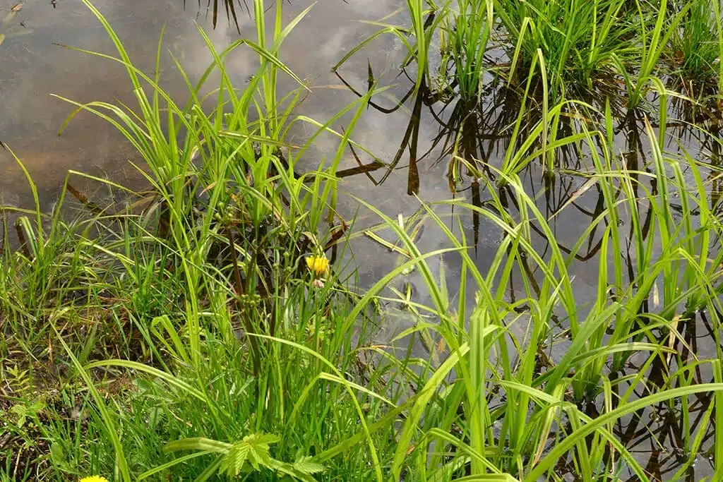Signs You Need Water Line Repair - Tioga Contractors