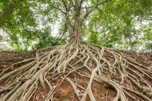 Battling Springtime Tree Roots - Tioga Plumbing and Electric