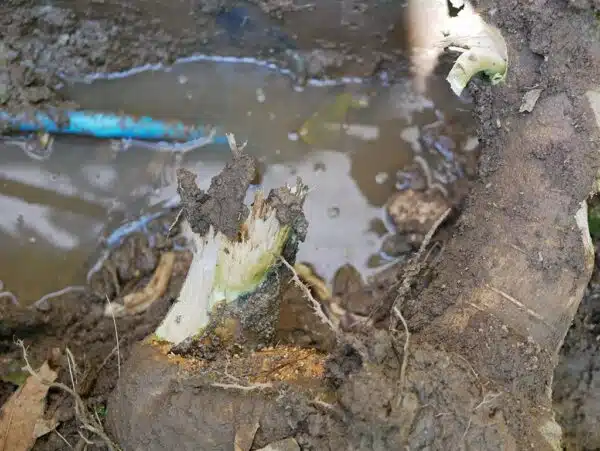Dealing With Tree Root Intrusions With Plumber - Tioga Plumbing and Electric
